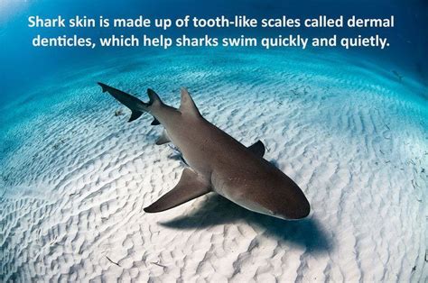 weird shark facts|28 Interesting Shark Facts That Will Surprise And Amaze.